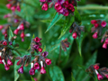 Pulmonaria saccarata IMG_3924 Miodunka pstra